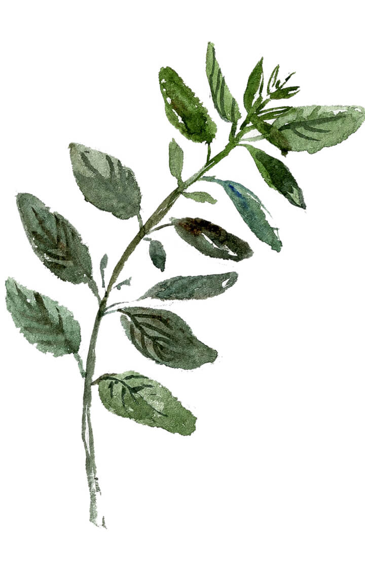 Oregano