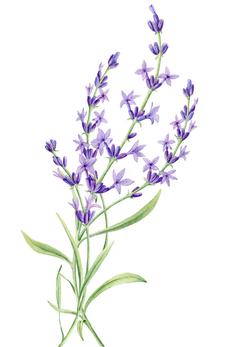 Lavender