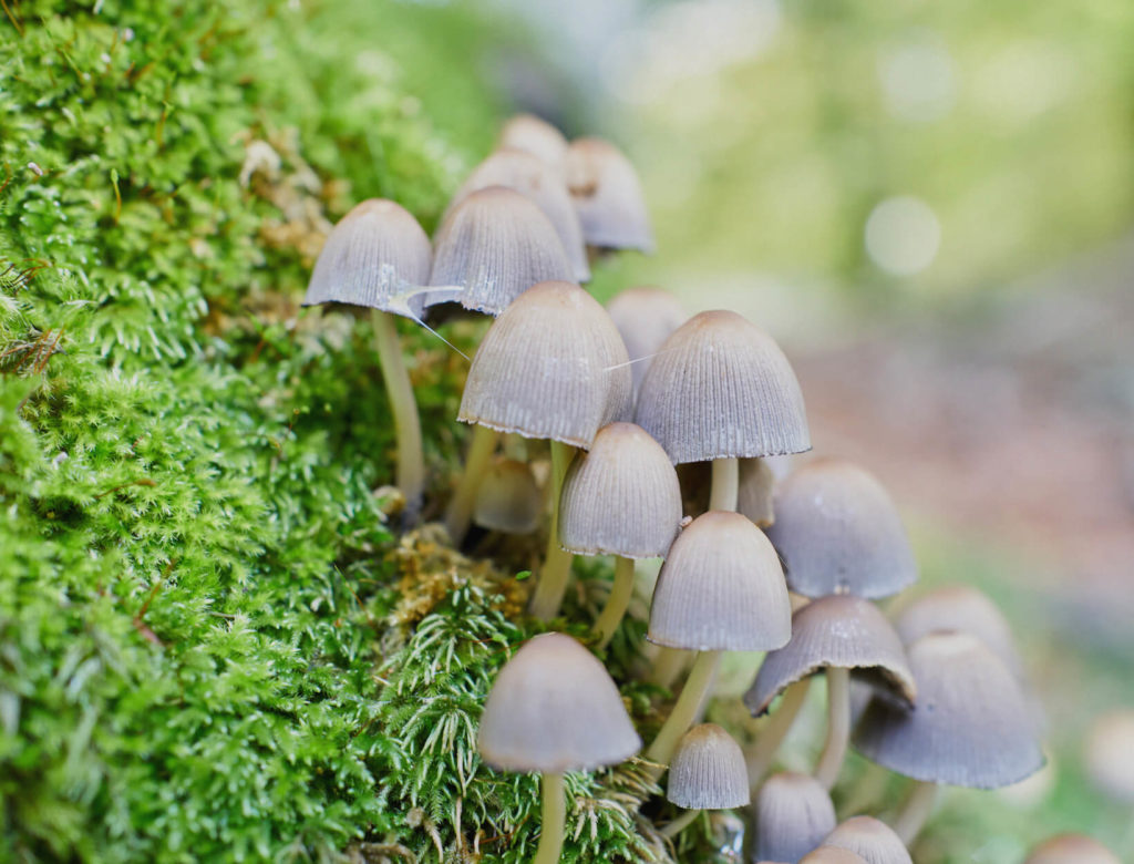 What Does It Necessarily mean to Decriminalize Psychedelics?