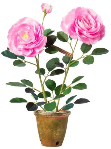 La planta de rosa floribunda florero verde