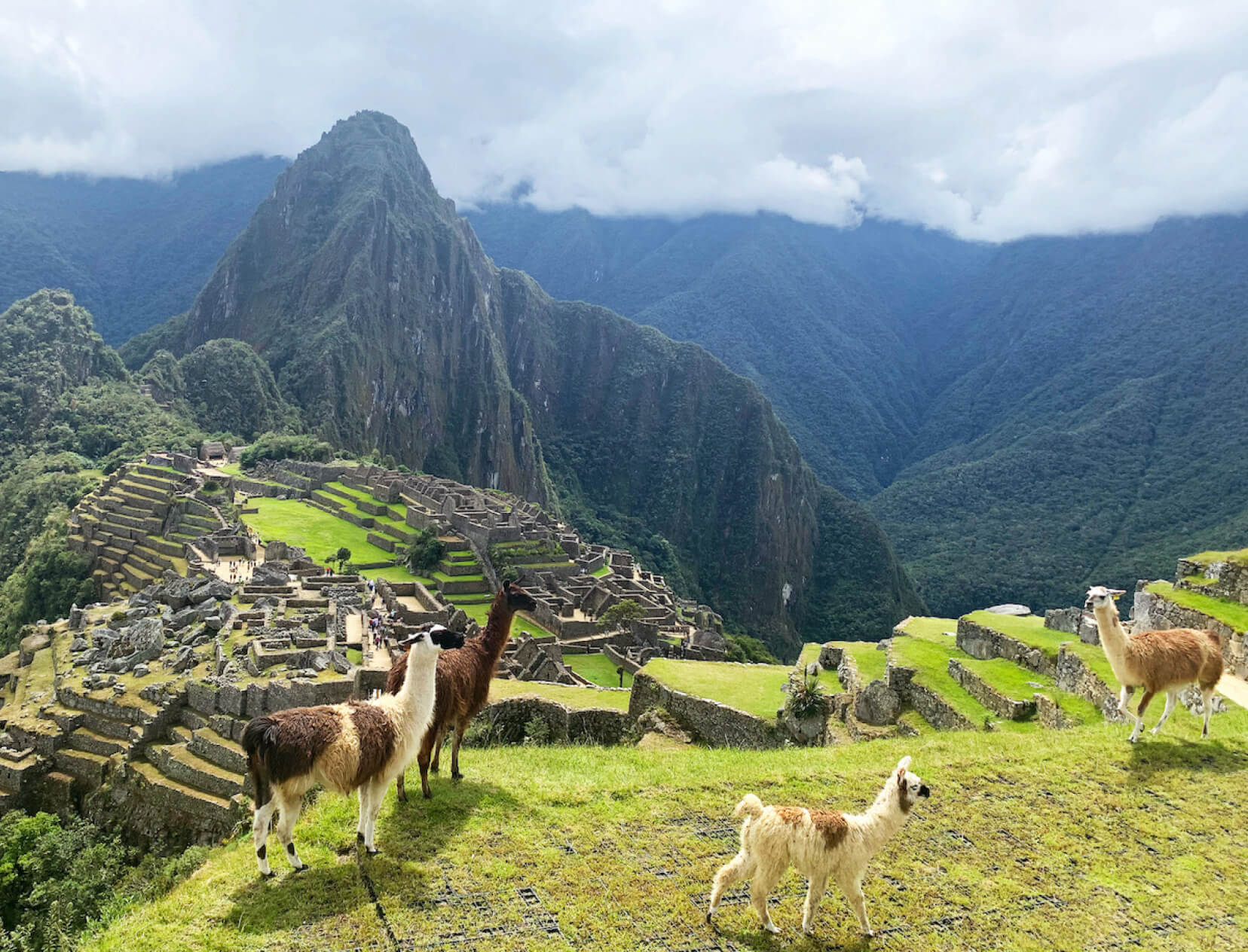 alpaca sweaters made in lima peru