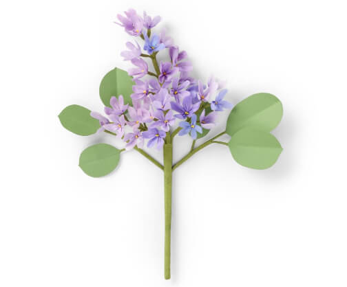 The Green Vase Lilac Stem