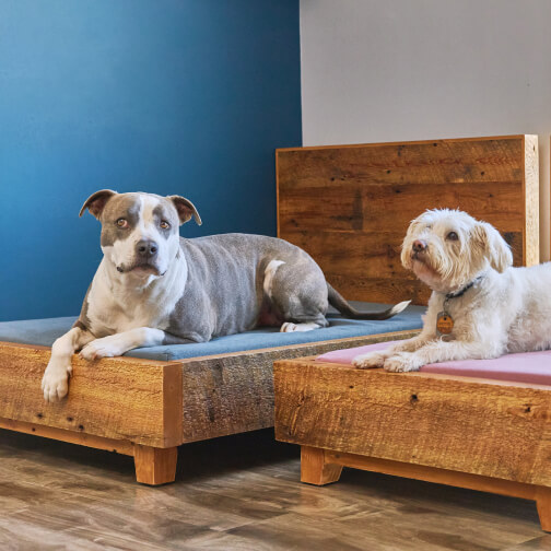 Avocado Upcycled Dog Bed Frame Avocado, $359