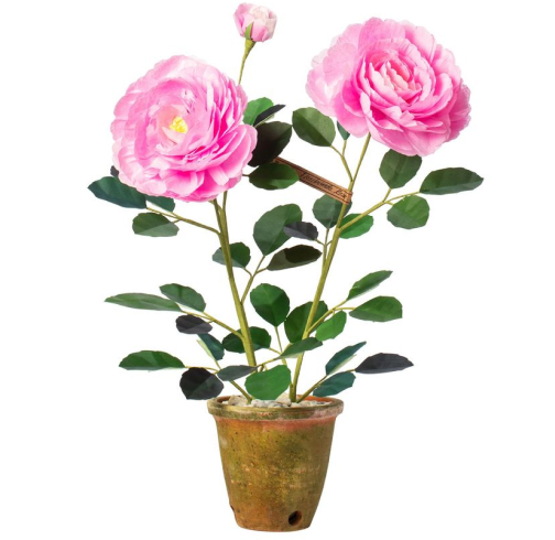 The Green Vase Floribunda Rose Plant