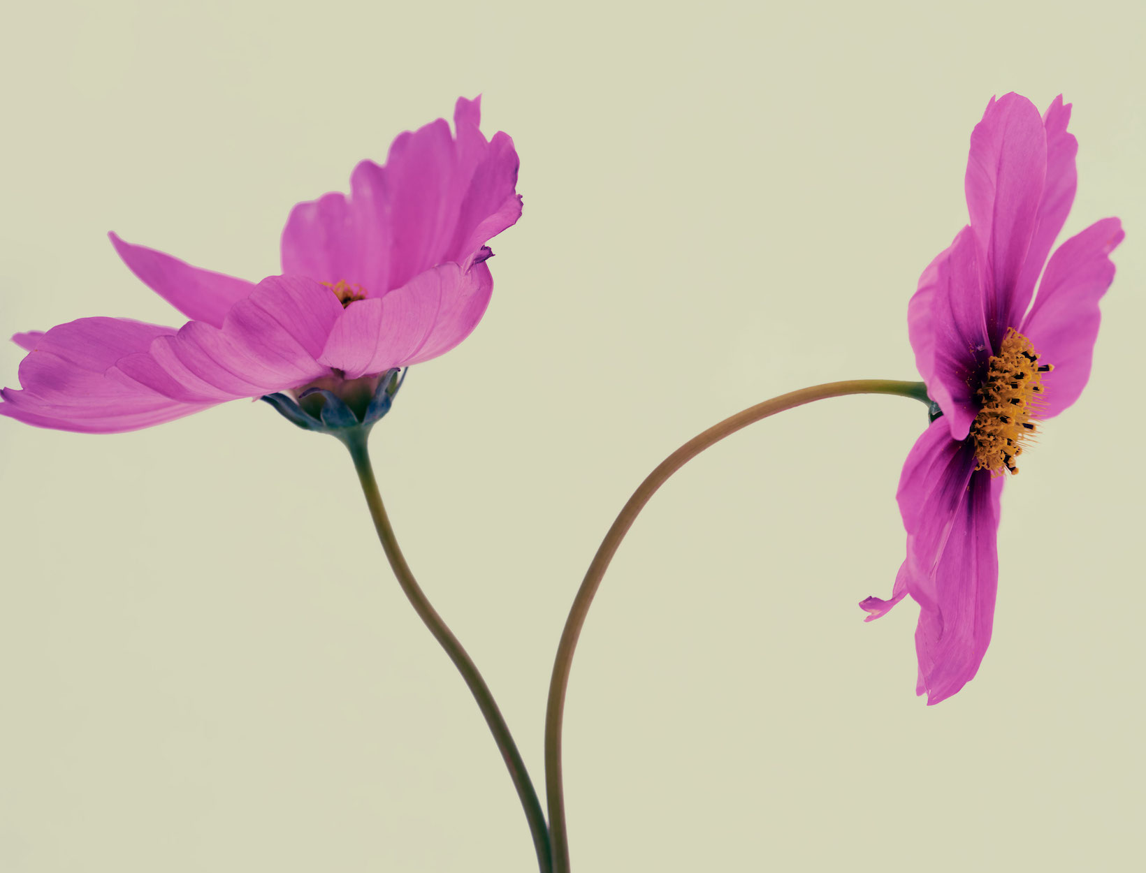 Menopause Supplements Perimenopause & Menopause Vitamin Protocol goop